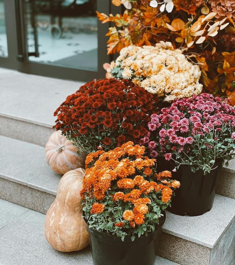 Bouquet d'automne — Chrysanthèmes
