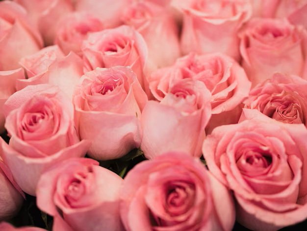 Roses roses — Atelier des Fleurs