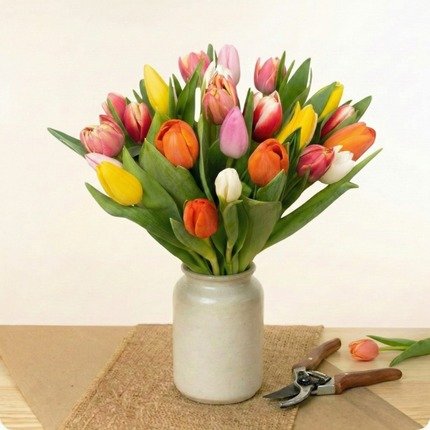 Tulipes multicolores